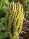 Gunnera manicata closeup of shoots in springtime, aka Giant Rhubarb.