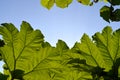 Gunnera manicata leaves Royalty Free Stock Photo