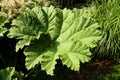 Gunnera manicata Royalty Free Stock Photo