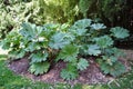 Gunnera Manicata - giant rhubarb Royalty Free Stock Photo