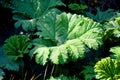 Gunnera manicata, known as Brazilian giant rhubarb Royalty Free Stock Photo