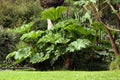 Gunnera manicata, known as Brazilian giant-rhubarb