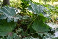 Big leaves of gunnera manicata