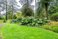 Gunnera Manicata leaves at one of walking paths in Benmore Botanic Garden, Scotland