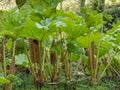 Gunnera manicata shoots in springtime, aka Giant Rhubarb.