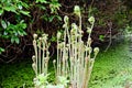 Gunnera manicata shoots - Chilean Rhubarb, Secret Gardens, Norfolk, England, UK
