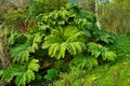 Gunnera manicata (spiky rhubarb) Royalty Free Stock Photo