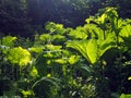 Gunnera Royalty Free Stock Photo