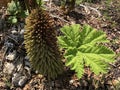 Gunnera tinctoria, giant rhubarb, Chilean rhubarb or Mammutblatt - Botanical Garden Zurich or Botanischer Garten Zuerich Royalty Free Stock Photo