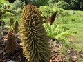 Gunnera tinctoria, giant rhubarb, Chilean rhubarb or Mammutblatt - Botanical Garden Zurich or Botanischer Garten Zuerich Royalty Free Stock Photo