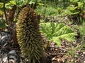 Gunnera tinctoria, giant rhubarb, Chilean rhubarb or Mammutblatt - Botanical Garden Zurich or Botanischer Garten Zuerich Royalty Free Stock Photo