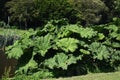 Gunnera tinctoria, known as giant rhubarb or Chilean rhubarb Royalty Free Stock Photo