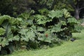 Gunnera tinctoria, known as giant rhubarb or Chilean rhubarb Royalty Free Stock Photo
