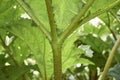 Gunnera tinctoria leaf close up