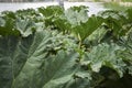 Green fresh foliage of Gunnera tinctoria