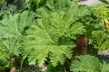 Gunnera which looks like giant rhubarb grows. Botanical Garden, Frankfurt, Germany, Europe Royalty Free Stock Photo