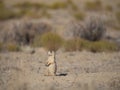 Gunnison`s Prairie Dog Standing on Mound Near Burrow Royalty Free Stock Photo