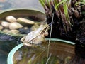 Gunthers Frog in Pond