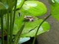 Gunthers Frog and Lotus flowers in Pond