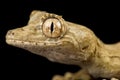 Gunther`s leaf-tailed gecko Uroplatus guentheri