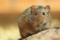 Gunther's vole