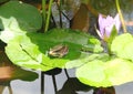 Gunthers Frog and Lotus flowers in Pond