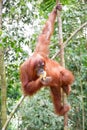 Gunung Leuser Orangutan Sumatra Royalty Free Stock Photo