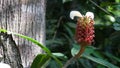 A Beautiful Exotic Flowers with Red and large white petals on the top in Gunung Pulai in Malaysia Royalty Free Stock Photo