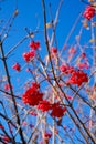 Guolder rose red berries on blue sky background Royalty Free Stock Photo