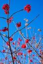 Guolder rose red berries on blue sky background Royalty Free Stock Photo