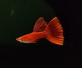 Guppies : Albino Solid Full Red Guppy Fish Isolated in Black Background Royalty Free Stock Photo