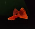 Guppies : Albino Solid Full Red Guppy Fish Isolated in Black Background Royalty Free Stock Photo