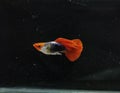 Guppies : Koi Red Cap Guppy Fish Isolated in Black Background Royalty Free Stock Photo