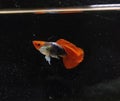 Guppies : Red Cap Guppy Fish Isolated in Black Background Royalty Free Stock Photo