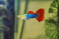 Guppy Royalty Free Stock Photo