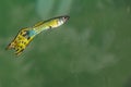 Yellowish Green Guppy Fish Male