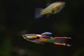 Guppy endler, adult male of freshwater aquarium fish in vibrant neon glowing spawning coloration
