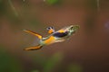 Guppy endler, Poecilia wingei, freshwater aquarium fish, male in bright spawning coloration, laguna Campoma biotope aquarium