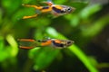 Guppy endler, Poecilia wingei, freshwater aquarium fish, males in bright laguna Campoma coloration, biotope aquarium Royalty Free Stock Photo