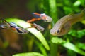 Guppy endler, Poecilia wingei, freshwater aquarium fish, males in spawning coloration and female, courtship, biotope aquarium Royalty Free Stock Photo