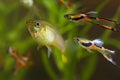 Guppy endler, Poecilia wingei, freshwater aquarium fish, males in spawning coloration and female, courtship, biotope aquarium Royalty Free Stock Photo