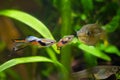 Guppy endler, Poecilia wingei, freshwater aquarium fish, males in spawning coloration and female, courtship, biotope aquarium Royalty Free Stock Photo