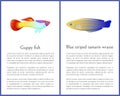 Guppy Fish and Blue Striped Tamarin Wrasse Icons