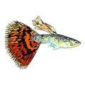 Guppy fish with colorful tail