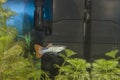 Guppy fish in a freshwater aquarium with plants. Royalty Free Stock Photo