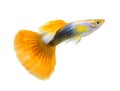 Guppy fish on white background Royalty Free Stock Photo