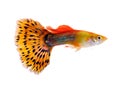 Guppy fish on white background Royalty Free Stock Photo