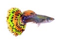 Guppy fish on white background Royalty Free Stock Photo