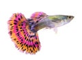 Guppy fish on white background Royalty Free Stock Photo