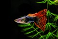 Guppy Multi Colored Fish on black background with green algae